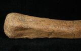 Hadrosaur Metacarpal (Hand Bone) - Montana #14789-2